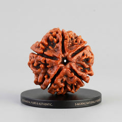 5 Mukhi Rudraksha | Free Gift